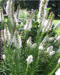 Liatris floristan White89